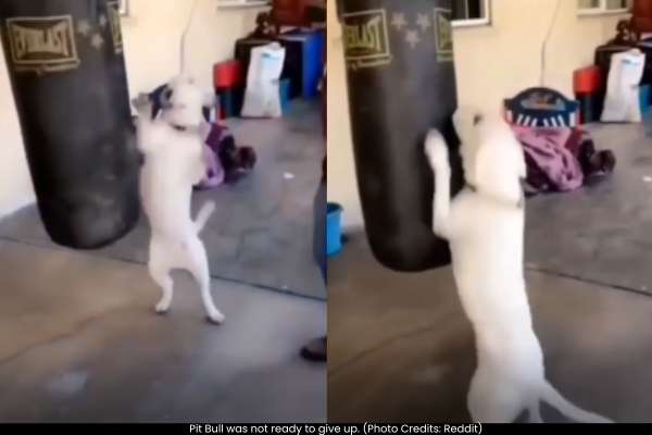 Heartwarming Video of Determined Dog Trying to Imitate Owner Goes Viral