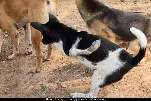 Puppy With Rare Congenital Disability Melts Hearts Online