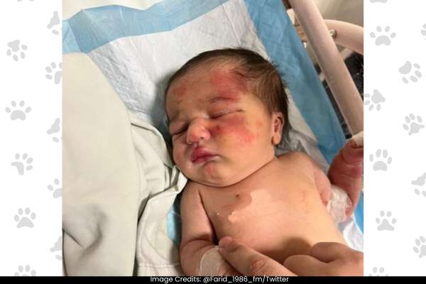 Stray Dog Saves Abandoned Baby in Lebanon