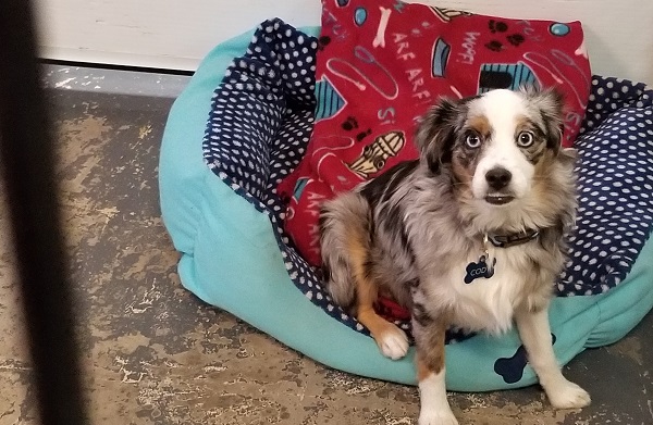 Ways to Find the Best Dog Boarding Services