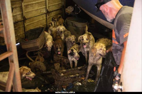 ASPCA and Police Save 130+ Dogs and Cows from Property Near Dallas