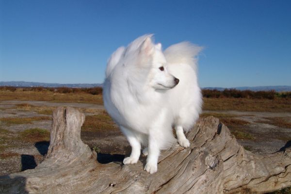 Dogs Have Three Hidden Senses