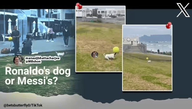 Brighten Your Day with This Heartwarming Video of a Dog Playing with a Ball