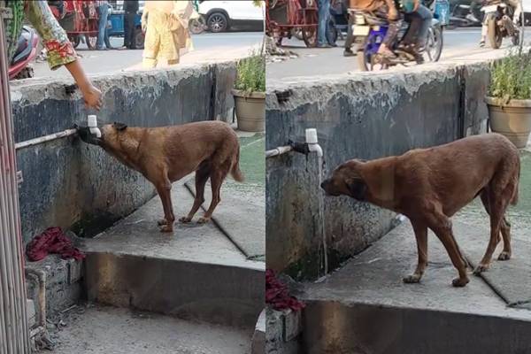 Heartwarming Video Kindness By Woman Towards a Stray Melts Hearts