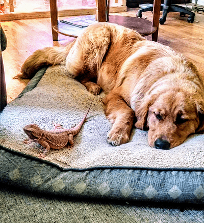 How to Introduce Your Bearded Dragon and Dog