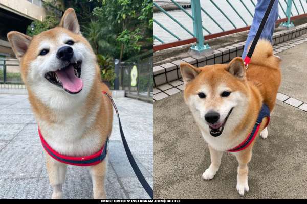 Internet Mourns as Cheems, Viral Meme Dog, Passes Away After Cancer Battle