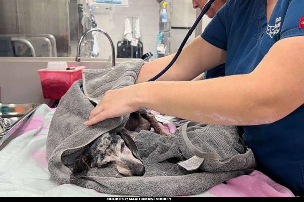 Maui Vets Rush to Rescue Injured Pets Amid Fires; 3,000 Animals Remain Missing