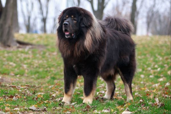 Tibetan Mastiff