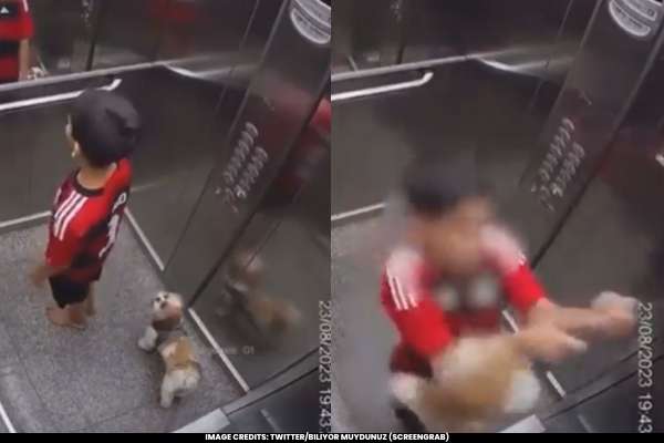 Brave Boy Rescues Beloved Pet Dog from Imminent Danger