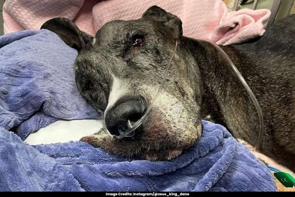 Guinness Record Holder Zeus, World's Tallest Dog, Dies Due to Cancer