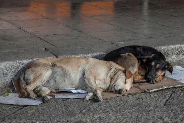 Lawyer's Stray Dog Encounter Sparks Debate in Supreme Court on the Dangers of Dog Attacks