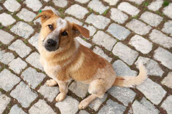 Man in West Delhi Booked for Sexually Assaulting Dogs, Incident Caught on Camera