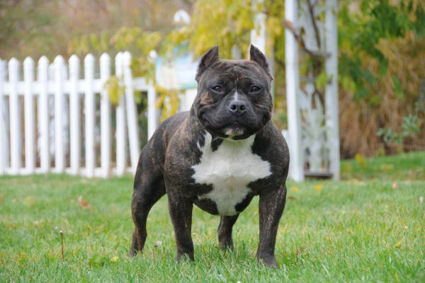 UK Prime Minister Orders Ban on American XL Bully Dogs Following Fatal Dog Attack
