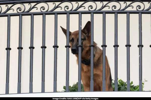 Biden's Dog Commander Departs White House Following Biting Episodes