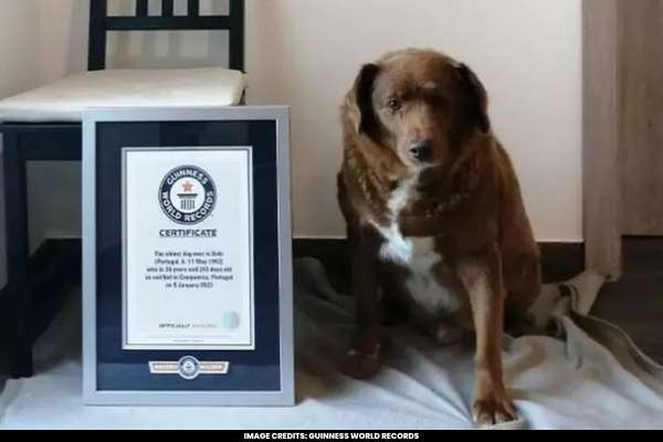 Bobi, the Longest-Lived Dog in History, Passes Away at 31 Years of Age