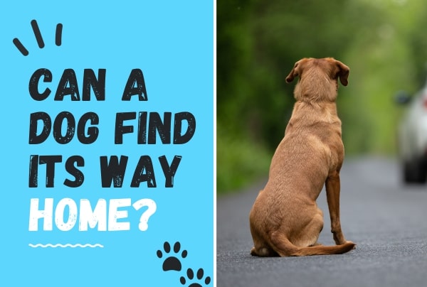 Can a Dog Find Its Way Home