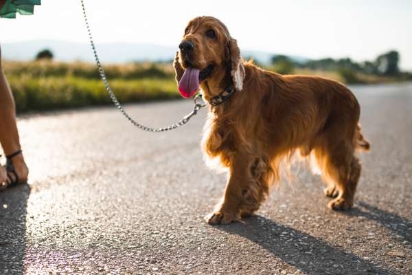 Can dogs get sunburned