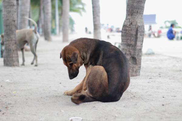 Editorial India's Stray Dog Dilemma No Solution In Sight Yet!