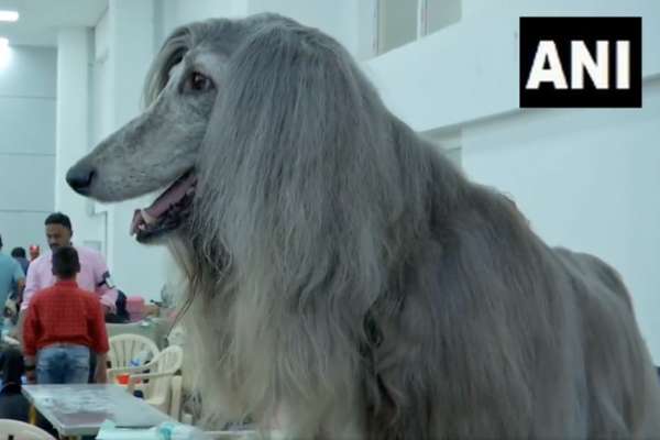 Madurai's Canine Extravaganza Over 300 Dogs Captivate the Hearts of Pet Enthusiasts