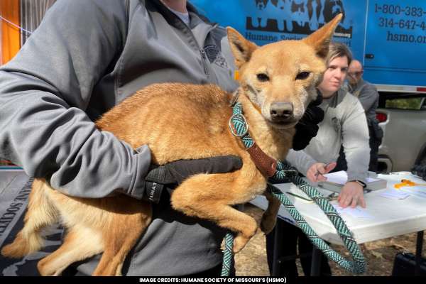 Missouri's Humane Society Rescues 43 Emaciated Shiba Inus and Discovers 9 Dog Remains