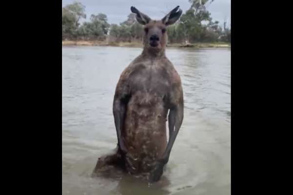 Australian Resident Rescues Pet Dog from Kangaroo in Heroic Struggle