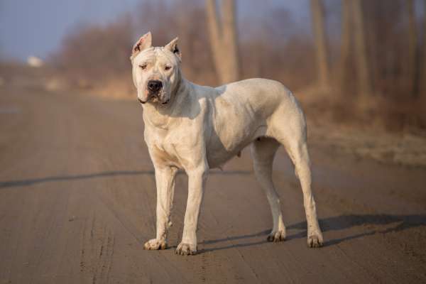 Noida Resident Faces Police Charges Following Stray Dog's Mauling by His Pet Canine