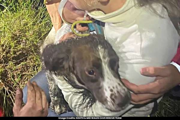 Pet Dog Disappears into a 32ft Hole on Pen Pych Mountain