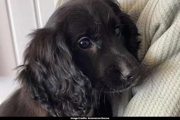 Puppy with Six Legs Discovered Abandoned in Parking Lot