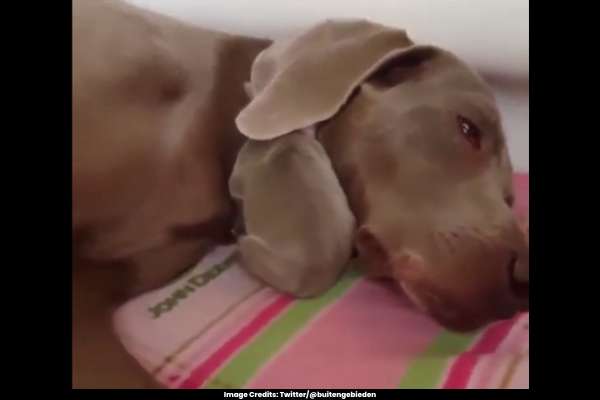 Viral Video Adorable Puppy Cozily Naps Using Mama Dog's Ear as a Blanket