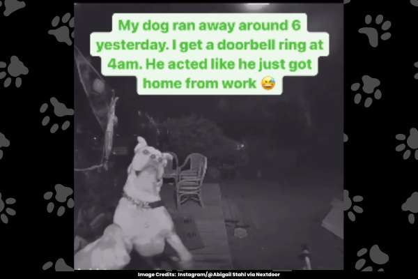 Clever Canine's Doorbell Announcement Goes Viral After Late-Night Adventure