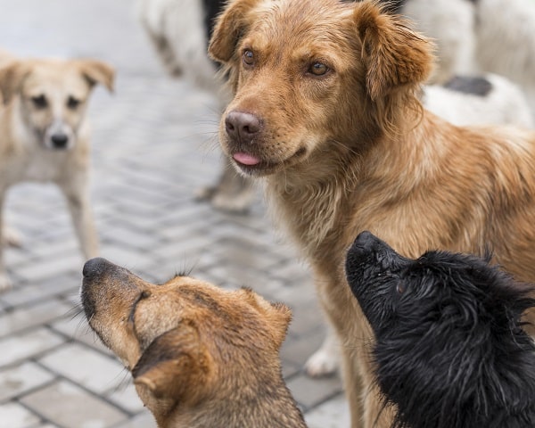 Compensation of Rs 10,000 Per Bite Mark Mandated by High Court in Stray Dog Attack Case