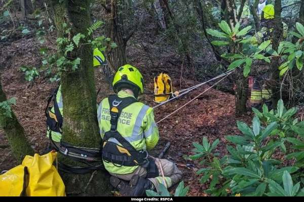 Pup Guides Owner to Rescue Cat Trapped 100 Feet Down Cornish Mine Shaft