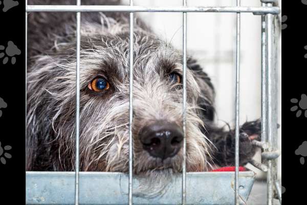 Rescue Operation Saves 14 Caged, Undernourished, and Sick Dogs from Illegal Breeding