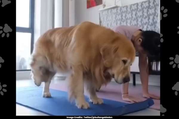 Viral Video Dog's Yoga Session with Owner Inspires Netizens for Fitness