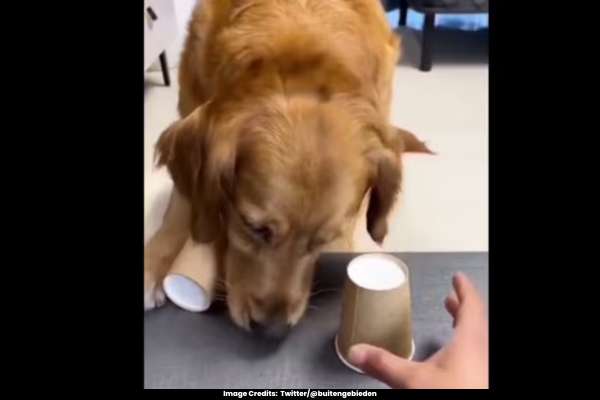 Watch Dog Attempts to Solve a Puzzle and Win Treats!