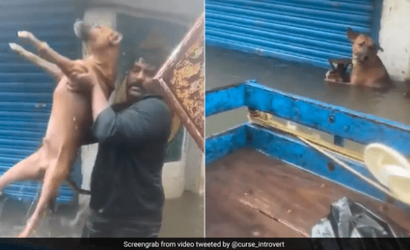 Good Samaritans Come To Rescue Of Dogs Stranded in Chennai Floods