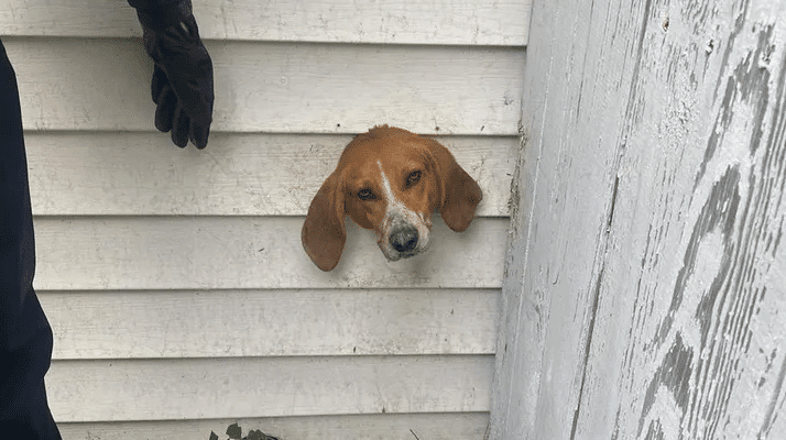 Spike, a dog in South Carolina, is in a predicament after he gets stuck in a dryer vent. (Sumter Police Department)