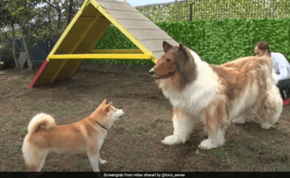 Japanese Man Who Transformed Into A Dog Meets A Real One