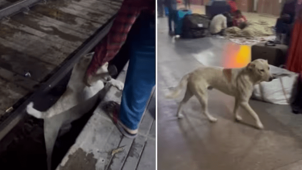 Man rescues a dog stranded on railway tracks