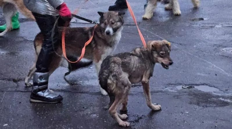 Russian Dog Enthusiasts Rally to Rescue Stray Dogs from a Potential Culling in Ulan-Ude, Siberia