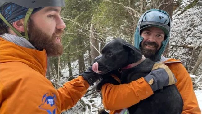 Dog Successfully Rescued