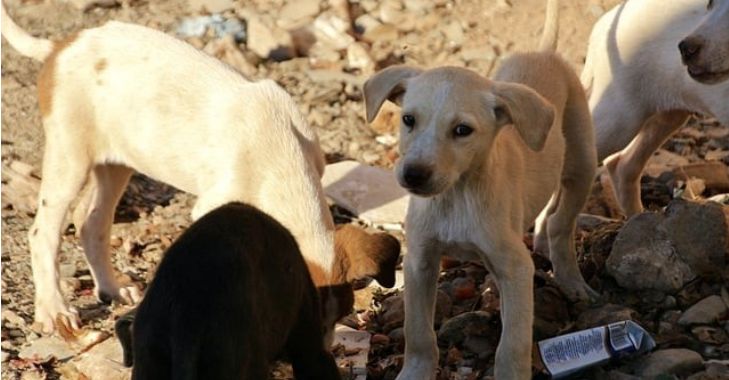 Over 200 Dogs Destined for Slaughter Rescued by Indonesian Authorities