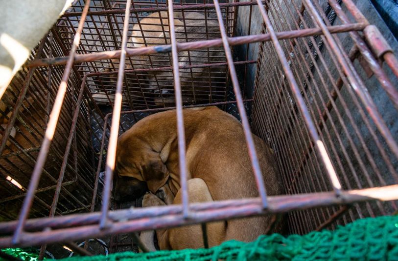 South Korea Moves to Outlaw Dog Slaughter and Sale for Meat