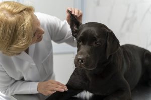 Dog Ear Infections