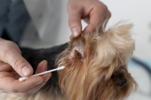 dog ear infections