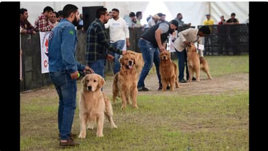 Chandigarh Pet Expo 2024 Showcases 30 Breeds
