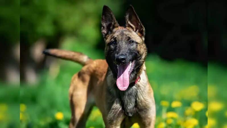 Canine Unit Deployed to Combat Illicit Liquor Smuggling via Delhi's Asola Area