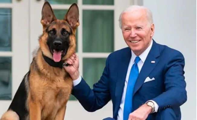 Commander, Joe Biden's Dog, Bit Secret Service Agents 24 Times