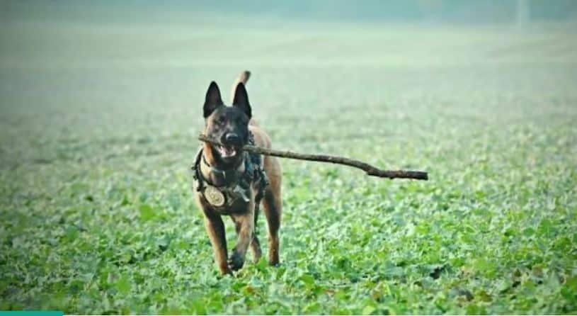 India's Premier Counter-Terrorism Unit to Substitute Labradors with Belgian Malinois