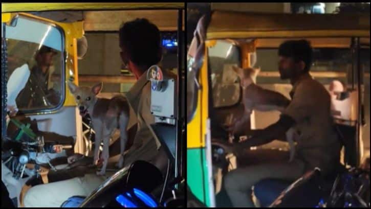 Pup Rides Alongside Auto Driver in Bengaluru's Streets, Video Captivates Online Audience